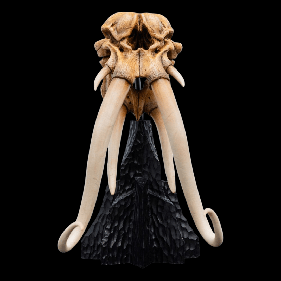 skull of mûmak weta 2025